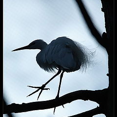 photo "Little Egret. Egretta garzetta."