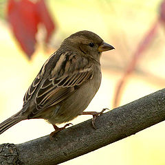 photo "Sparrow #2"