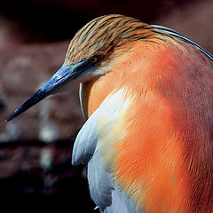 photo "Peach with a beak"