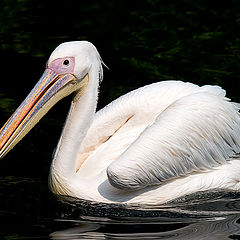 photo "White and black."