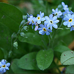 photo "Forget-me-nots"