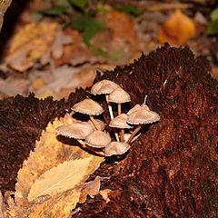 фото "грибы"
