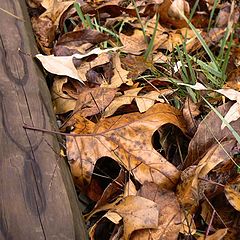 photo "Fall background"