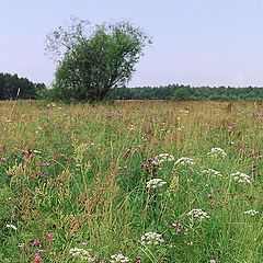 photo "Summer meadow"