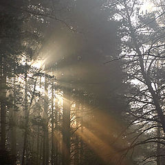 photo "Beams of early morning"