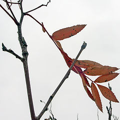 photo "last leaf"