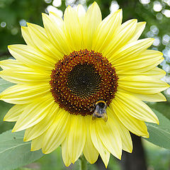 photo "Bumblebee and Sun"