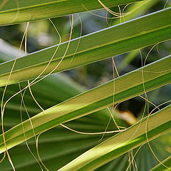 photo "Palm leaf"
