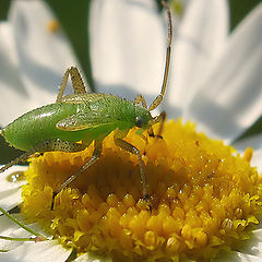 photo "~Tiny Bedbug~"