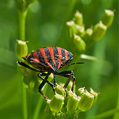 photo "Buggy"