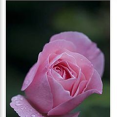 photo "Rose"