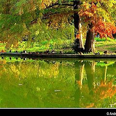 photo "Autumn colours"