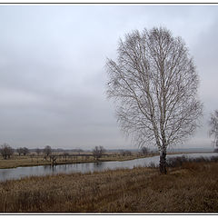 фото "Прозрачная береза"