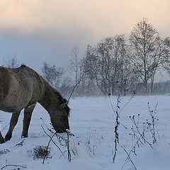 фото "Snow is coming"