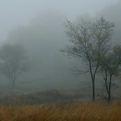 фото "Туманное деревце"