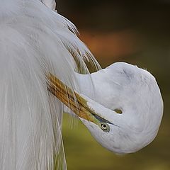 photo "Egretta"