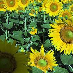 photo "Sunflowers"