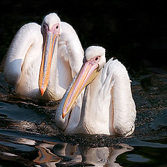 photo "We with Tamara float in pair."