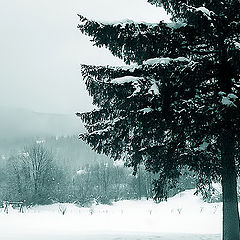 фото "Winter"