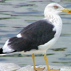 photo "Seagull"
