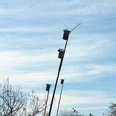 photo "Wooden boxes for starlings"