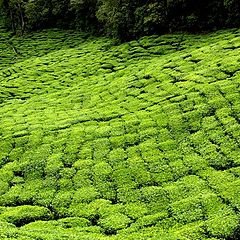 photo "Tea field"