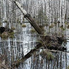 фото "Болотные линии"