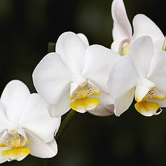 photo "white orchid"