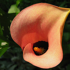 photo "Calla  "Cameo""