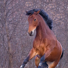 photo "Freedom!!!"