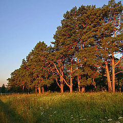 photo "Pines in morning beams"