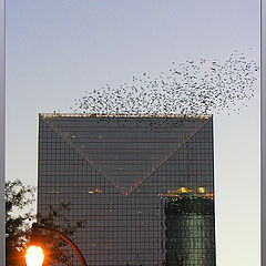 photo "Birds... (a triller :) )"