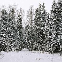 photo "Winter forest"