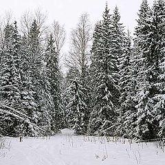 фото "Зимний лес"