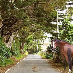 фото "Friend on a forest road"