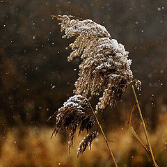 фото "Первый снег2"