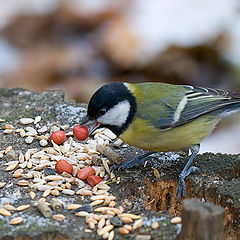 photo "And the nutlet is more tasty sunflower seeds!"