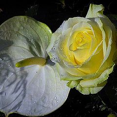 photo "fresh rose"