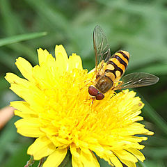 photo "Bee.line agent"
