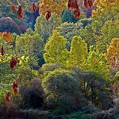 photo "Where is autumn ?"