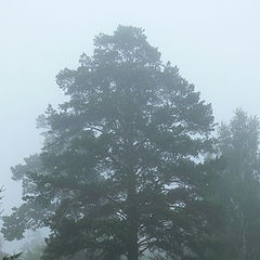 фото "Грибной туман"