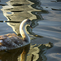 photo "swan lake"