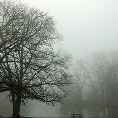 фото "Foggy Morning"