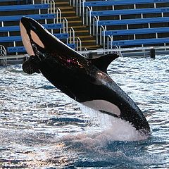 photo "Shamu's flight"