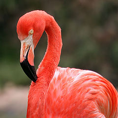 фото "10632.3 Pink flamingo"