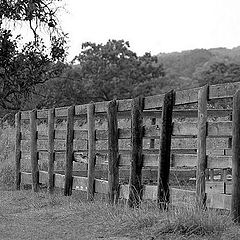 фото "Walkin the Fence"