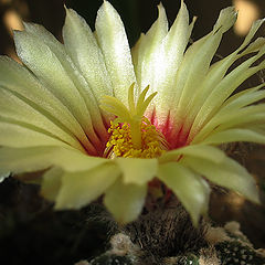 photo "flower of astrofitum"