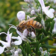 фото "Busy as a bee"