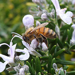 photo "Busy as a bee"