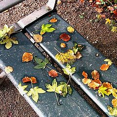 photo "Autumn in the garden"